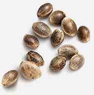 https://bestcoastbuds.com/wp-content/uploads/2019/02/marijuana_seeds.jpg