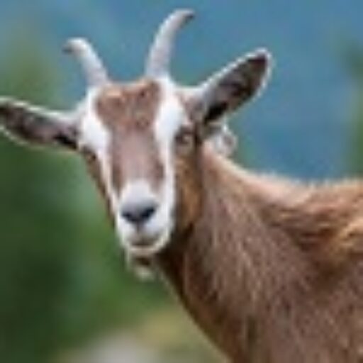 Beyond the Buzz: The Best Coast Buds Commitment to Quality and Craft